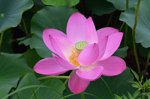 中國(guó)9種香的花：一種會(huì)為你引路，一種提煉的香精比黃金還貴！