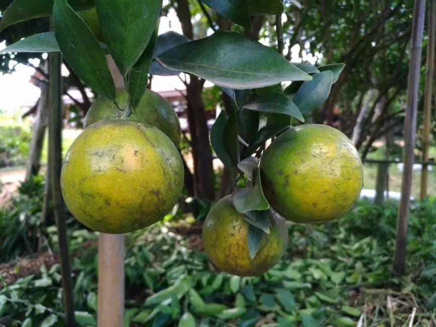 ESG壓力下，合成生物技術(shù)正在改變香精香料行業(yè)