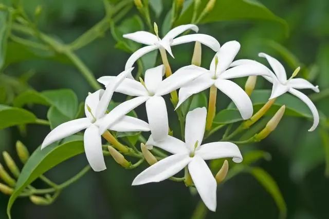 室內(nèi)種植這幾種植物，讓你的房間充滿芳香，凈化空氣，芬芳室內(nèi)