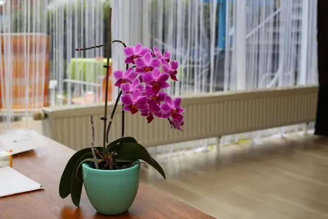 室內(nèi)種植這幾種植物，讓你的房間充滿芳香，凈化空氣，芬芳室內(nèi)